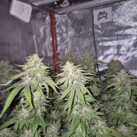 WTF- Königin Mimosa evo 👑👑👑 (65-70bt) growlog timeline photo