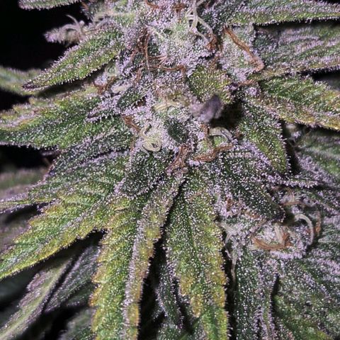 WTF- Königin Mimosa evo 👑👑👑 (65-70bt) growlog timeline photo
