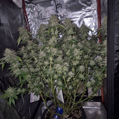 WTF- Königin Mimosa evo 👑👑👑 (65-70bt) growlog timeline photo