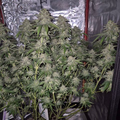 WTF- Königin Mimosa evo 👑👑👑 (65-70bt) growlog timeline photo