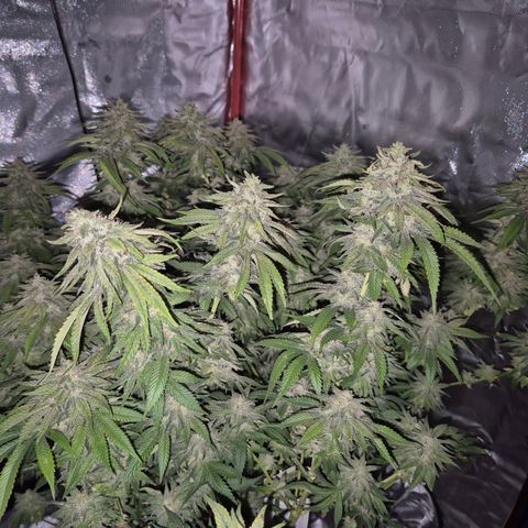 WTF- Königin Mimosa evo 👑👑👑 (65-70bt) growlog timeline photo