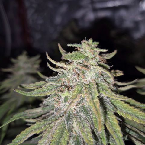 WTF- Königin Mimosa evo 👑👑👑 (65-70bt) growlog timeline photo