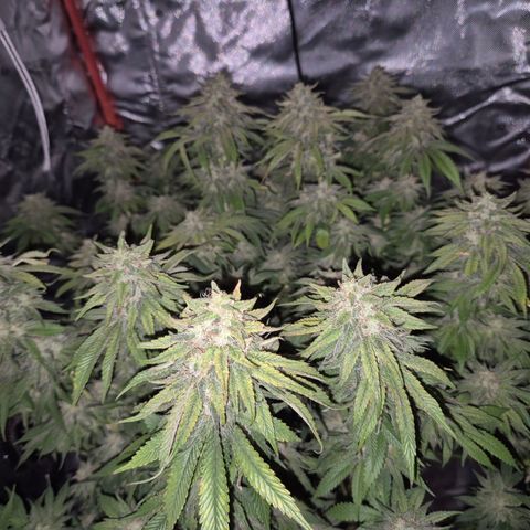 WTF- Königin Mimosa evo 👑👑👑 (65-70bt) growlog timeline photo