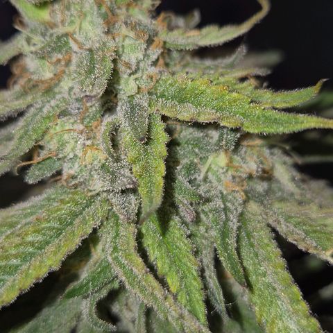 WTF- Königin Mimosa evo 👑👑👑 (65-70bt) growlog timeline photo