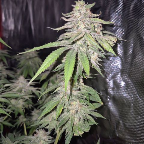 WTF- Königin Mimosa evo 👑👑👑 (65-70bt) growlog timeline photo