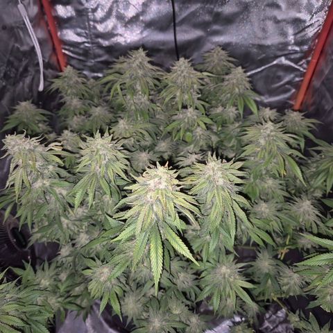 WTF- Königin Mimosa evo 👑👑👑 (65-70bt) growlog timeline photo