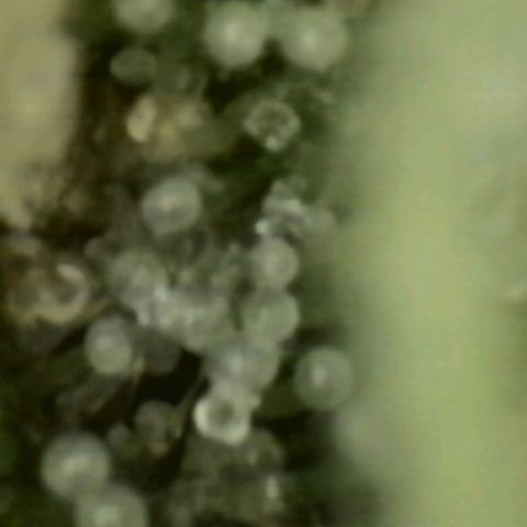 WTF- Königin Mimosa evo 👑👑👑 (65-70bt) growlog timeline photo