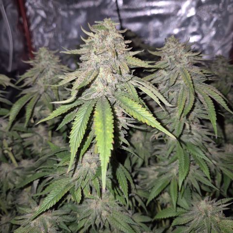 WTF- Königin Mimosa evo 👑👑👑 (65-70bt) growlog timeline photo