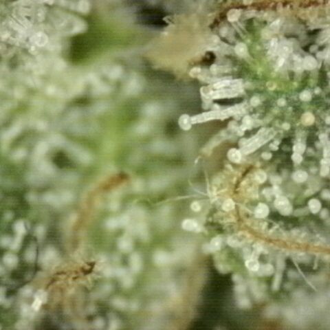 WTF- Königin Mimosa evo 👑👑👑 (65-70bt) growlog timeline photo