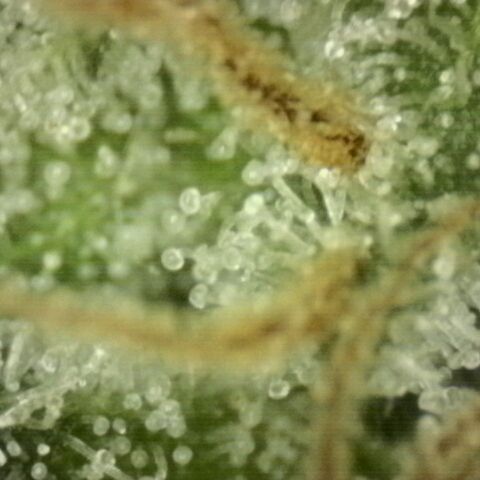WTF- Königin Mimosa evo 👑👑👑 (65-70bt) growlog timeline photo