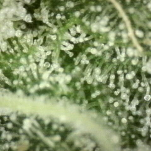 WTF- Königin Mimosa evo 👑👑👑 (65-70bt) growlog timeline photo