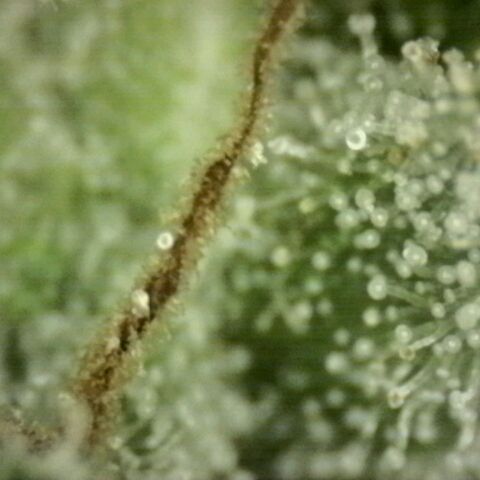 WTF- Königin Mimosa evo 👑👑👑 (65-70bt) growlog timeline photo