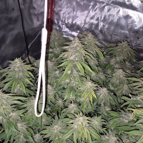 WTF- Königin Mimosa evo 👑👑👑 (65-70bt) growlog timeline photo