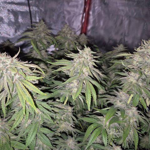 WTF- Königin Mimosa evo 👑👑👑 (65-70bt) growlog timeline photo