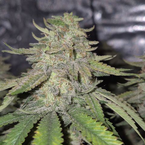 WTF- Königin Mimosa evo 👑👑👑 (65-70bt) growlog timeline photo