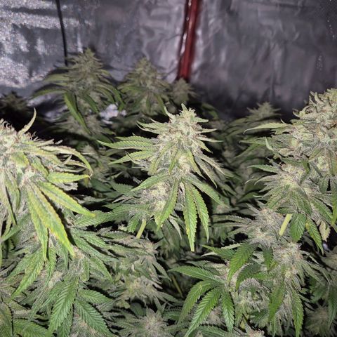 WTF- Königin Mimosa evo 👑👑👑 (65-70bt) growlog timeline photo