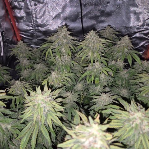 WTF- Königin Mimosa evo 👑👑👑 (65-70bt) growlog timeline photo