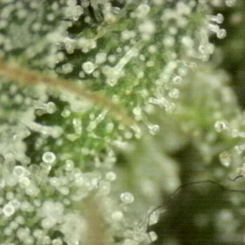 WTF- Königin Mimosa evo 👑👑👑 (65-70bt) growlog timeline photo