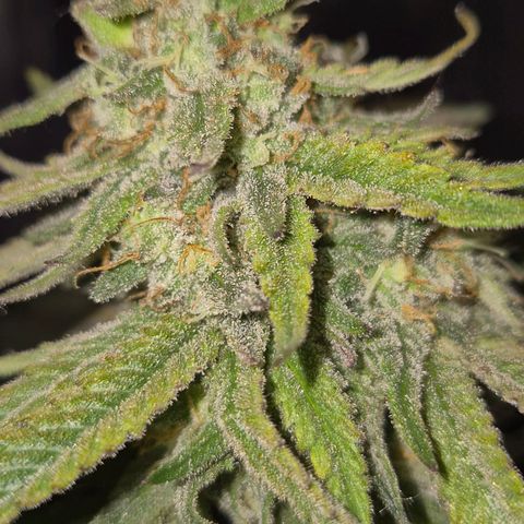 WTF- Königin Mimosa evo 👑👑👑 (65-70bt) growlog timeline photo