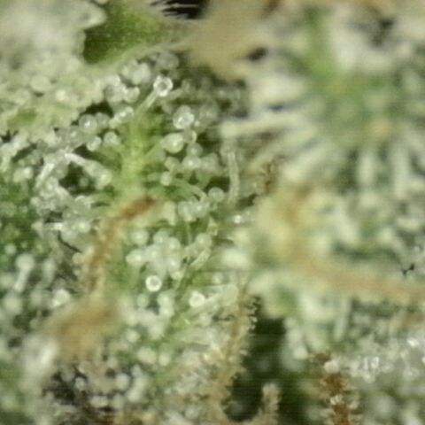 WTF- Königin Mimosa evo 👑👑👑 (65-70bt) growlog timeline photo