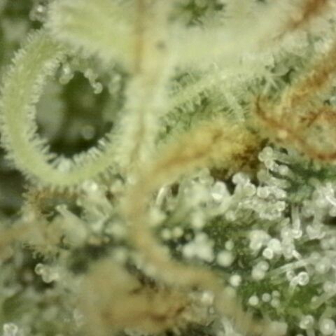 WTF- Königin Mimosa evo 👑👑👑 (65-70bt) growlog timeline photo