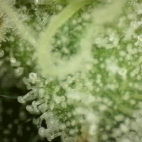 WTF- Königin Mimosa evo 👑👑👑 (65-70bt) growlog timeline photo