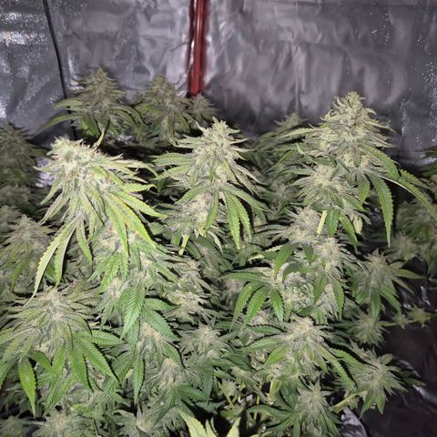 WTF- Königin Mimosa evo 👑👑👑 (65-70bt) growlog timeline photo