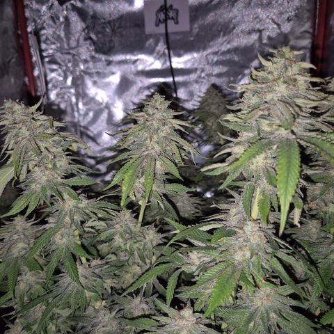 WTF- Königin Mimosa evo 👑👑👑 (65-70bt) growlog timeline photo