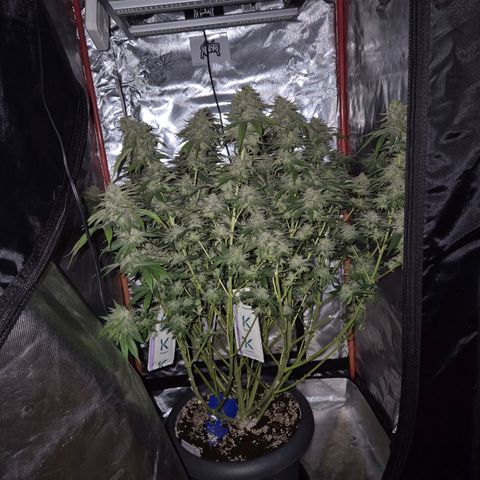 WTF- Königin Mimosa evo 👑👑👑 (65-70bt) growlog timeline photo