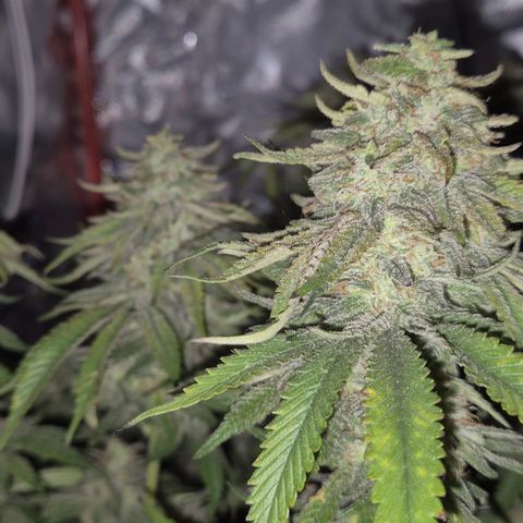 WTF- Königin Mimosa evo 👑👑👑 (65-70bt) growlog timeline photo