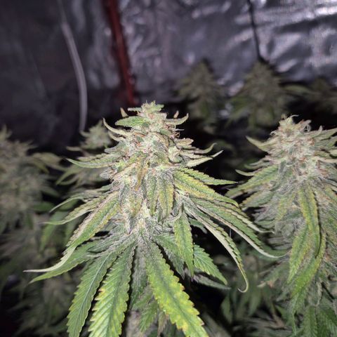 WTF- Königin Mimosa evo 👑👑👑 (65-70bt) growlog timeline photo