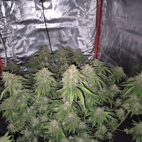 WTF- Königin Mimosa evo 👑👑👑 (65-70bt) growlog timeline photo