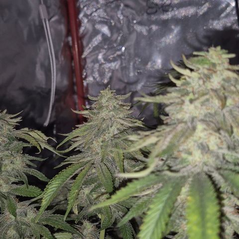 WTF- Königin Mimosa evo 👑👑👑 (65-70bt) growlog timeline photo