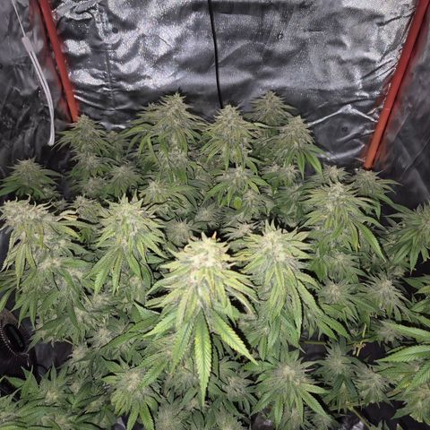 WTF- Königin Mimosa evo 👑👑👑 (65-70bt) growlog timeline photo