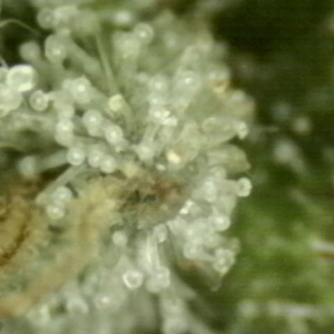 WTF- Königin Mimosa evo 👑👑👑 (65-70bt) growlog timeline photo
