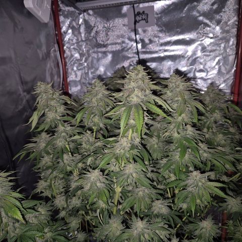 WTF- Königin Mimosa evo 👑👑👑 (65-70bt) growlog timeline photo