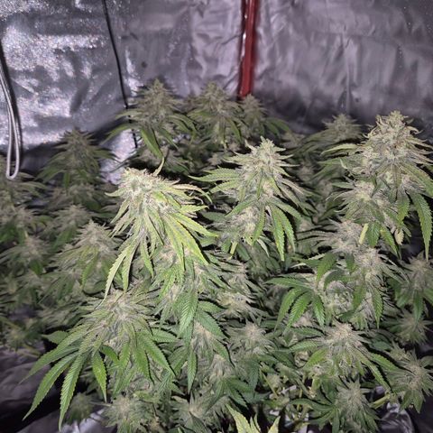 WTF- Königin Mimosa evo 👑👑👑 (65-70bt) growlog timeline photo