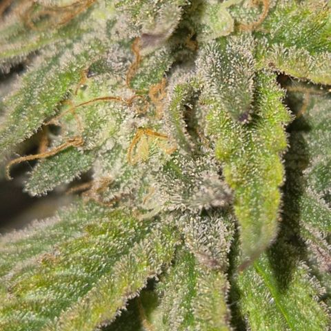 WTF- Königin Mimosa evo 👑👑👑 (65-70bt) growlog timeline photo