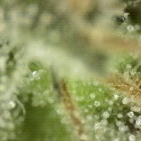 WTF- Königin Mimosa evo 👑👑👑 (65-70bt) growlog timeline photo