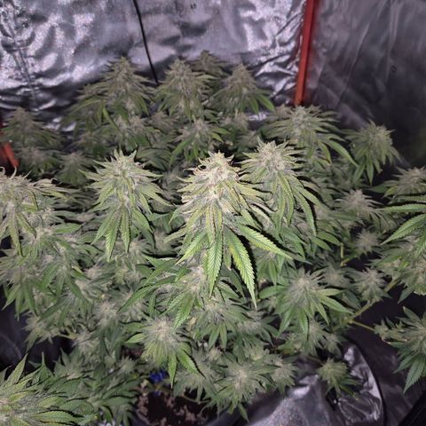 WTF- Königin Mimosa evo 👑👑👑 (65-70bt) growlog timeline photo
