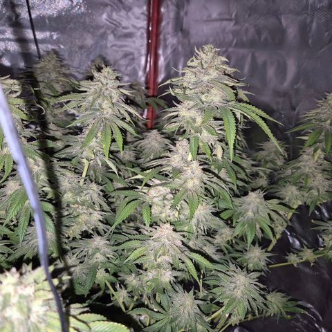 WTF- Königin Mimosa evo 👑👑👑 (65-70bt) growlog timeline photo