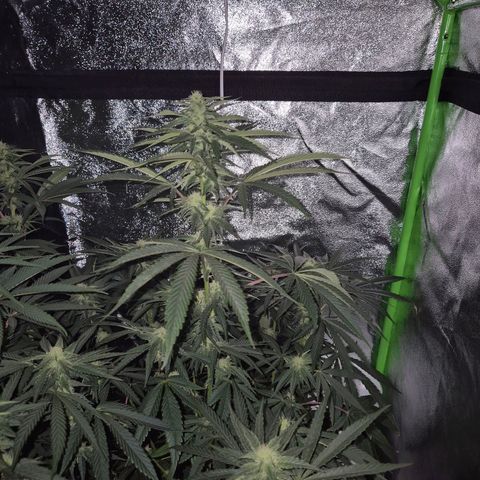 Ice cream cake 🍰 & permanent marker🖊(65-73bt) growlog timeline photo