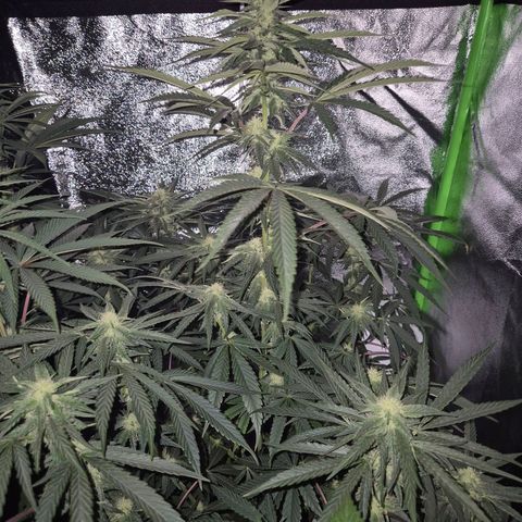 Ice cream cake 🍰 & permanent marker🖊(65-73bt) growlog timeline photo
