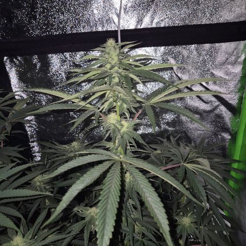 Ice cream cake 🍰 & permanent marker🖊(65-73bt) growlog timeline photo