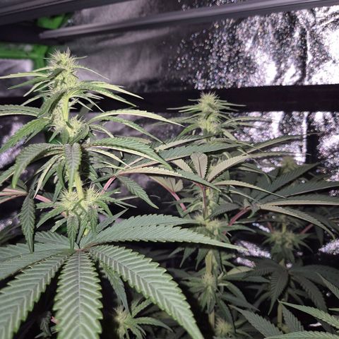 ICE 💚🧊 (63-70bt) growlog timeline photo
