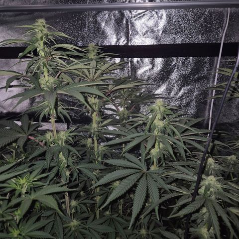 ICE 💚🧊 (63-70bt) growlog timeline photo
