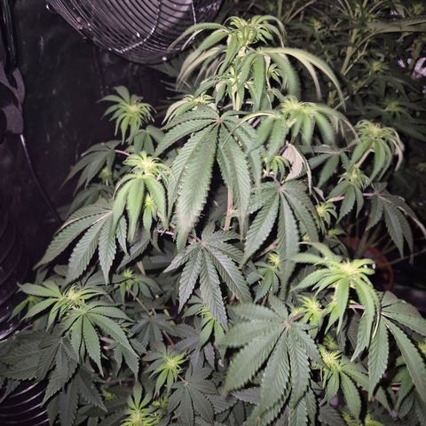 Mimosa evo stecki  🍊🍋🍍 (65-70bt) growlog timeline photo