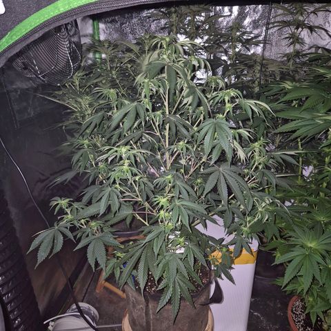 Mimosa evo stecki  🍊🍋🍍 (65-70bt) growlog timeline photo