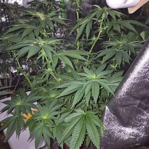 💚Bubba kush 🦝 (56-63 BT) growlog timeline photo