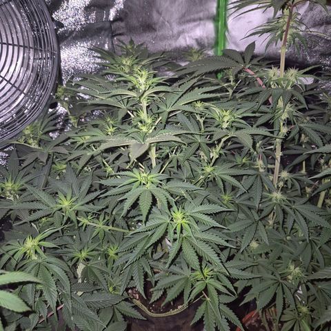Tangerine dream 🌴 (60-65bt)  growlog timeline photo
